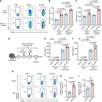 Probiotic lactic acid bacteria promote anti-tumor immunity through enhanced major histocompatibility complex class I-restricted antigen presentation machinery in dendritic cells